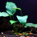 Grow live plants in a freshwater aquarium